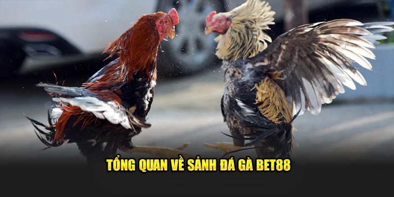 Tổng quan về sảnh đá gà Bet88