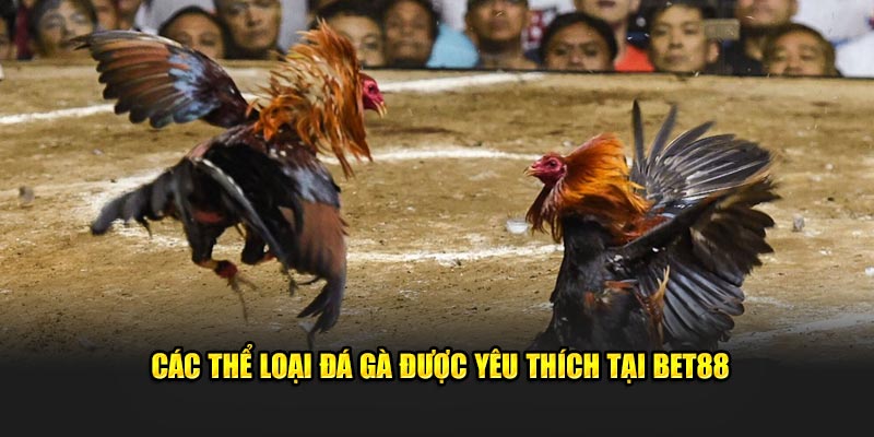 Các thể loại đá gà được yêu thích tại Bet88