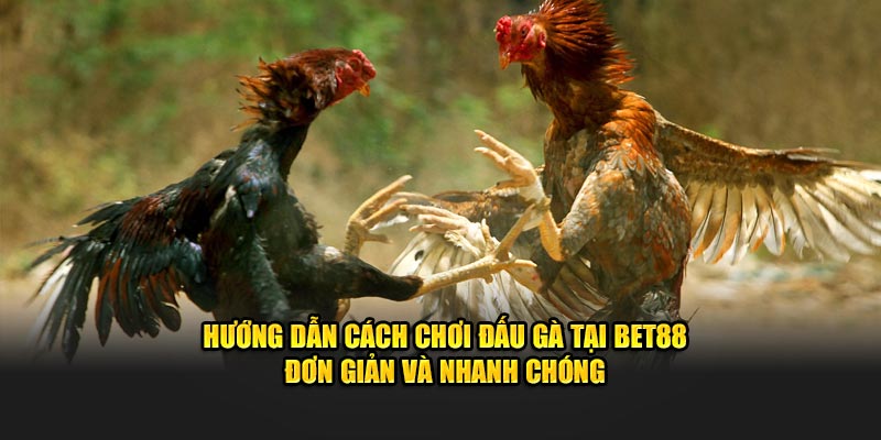 Hướng dẫn cách chơi đấu gà tại Bet88 đơn giản và nhanh chóng