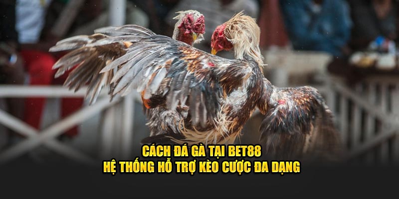 Cách đá gà tại bet88