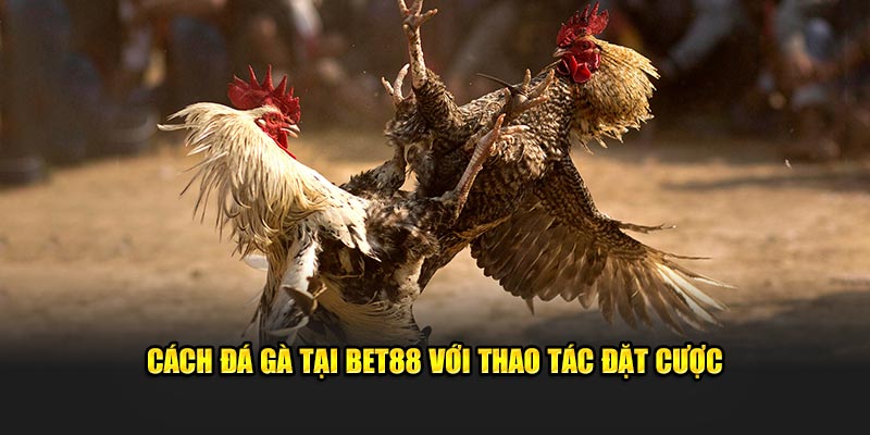 Cách đá gà tại Bet88 với thao tác đặt cược 