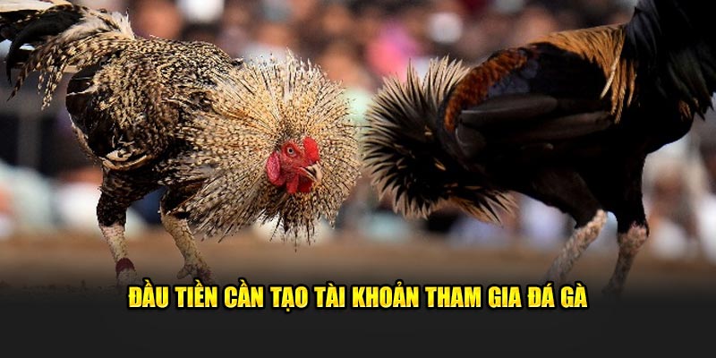 Đầu tiền cần tạo tài khoản tham gia đá gà 